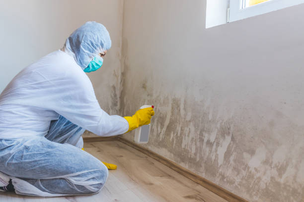 Licensed Mold Remediation service in Sharpsburg, NC - WQB Mold Removal