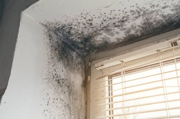 Affordable Mold Remediation solutions in Sharpsburg, NC